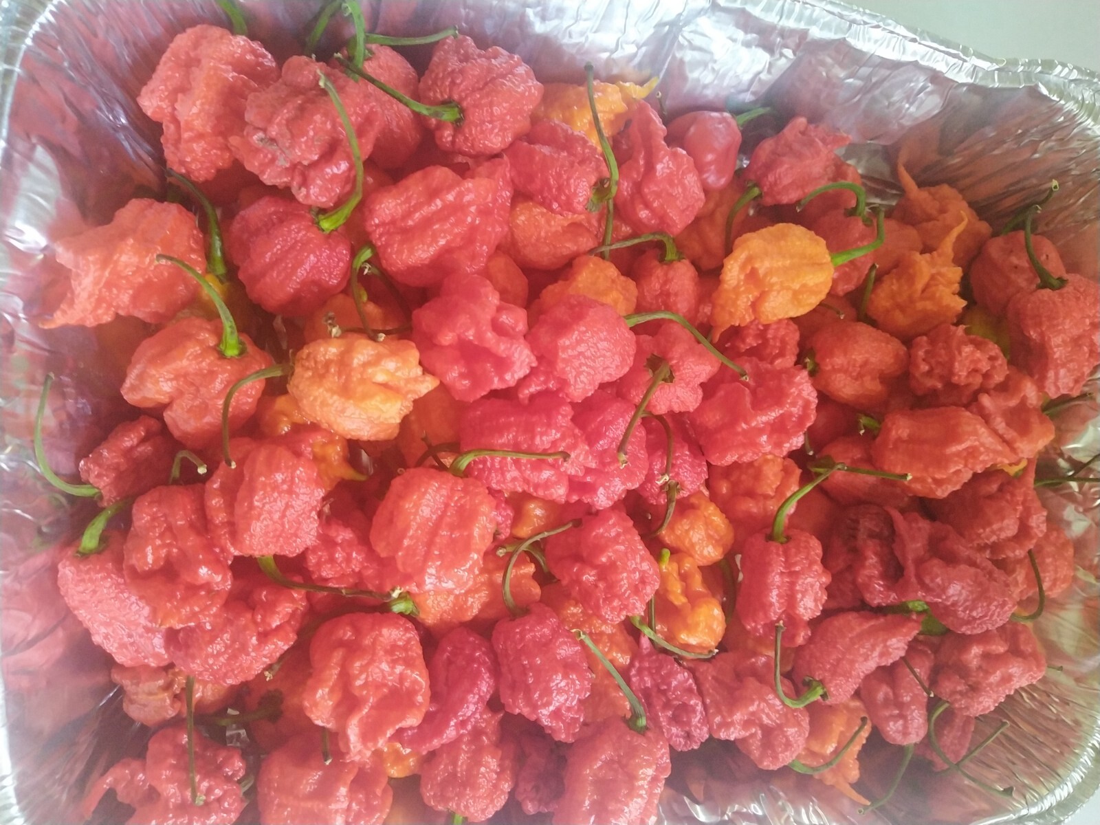 15+  Carolina Reaper (Capsicum chinense)  chili pepper seeds for planting