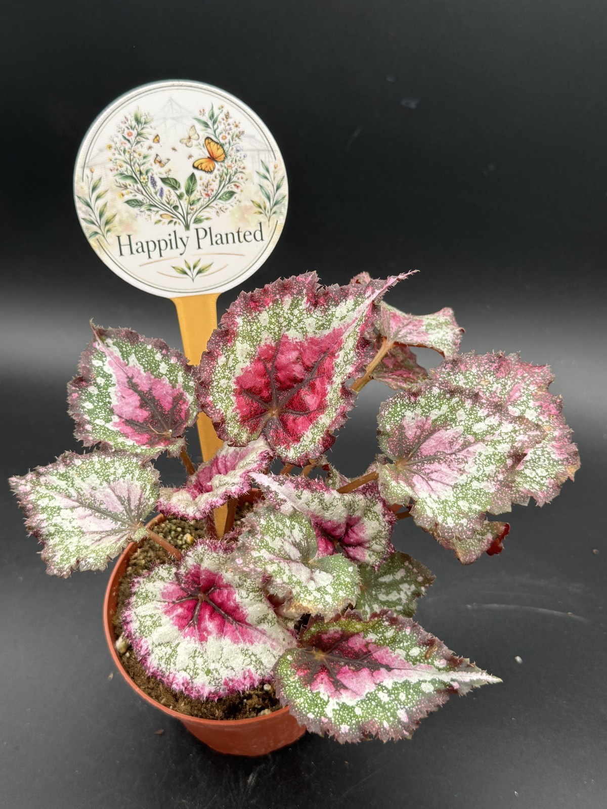 Begonia Gift Wrap- 4″ Pot – Only 1 Available – Free Shipping