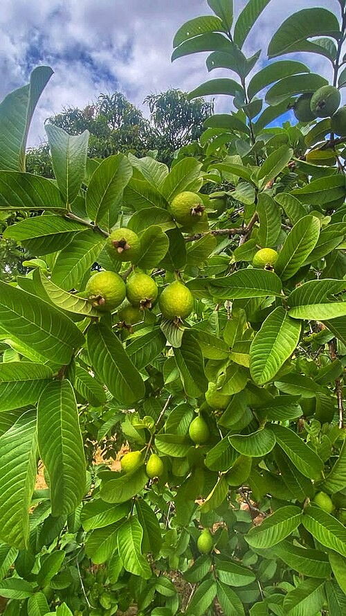 75 Organic GUAva Leaves from our Calif Farm. Hojas de Guayaba