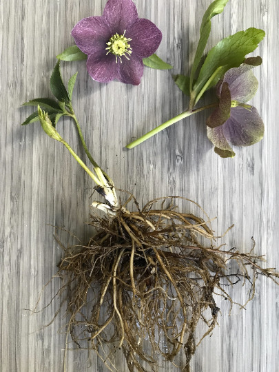 Hellebores Lenten Rose Ruby Red ONE (1) Bareroot Healthy Well Rooted Plant