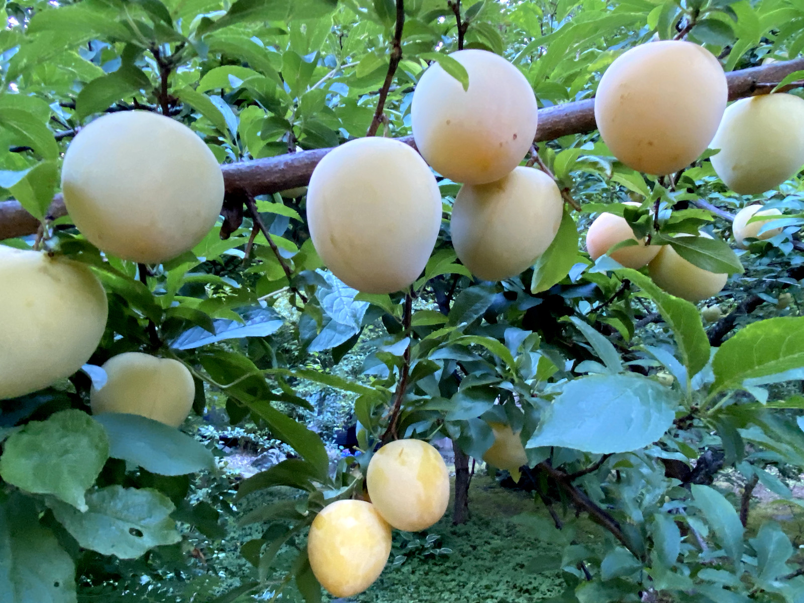4 cuttings Japanese Yellow Plum Large Juicy Delicious Fruits Edible Landscaping