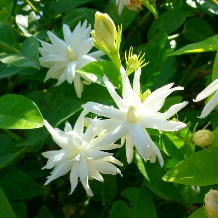 4″ Pot “BELLE OF INDIA JASMINE”~~Jasminum Sambac Double~Intensely Fragrant