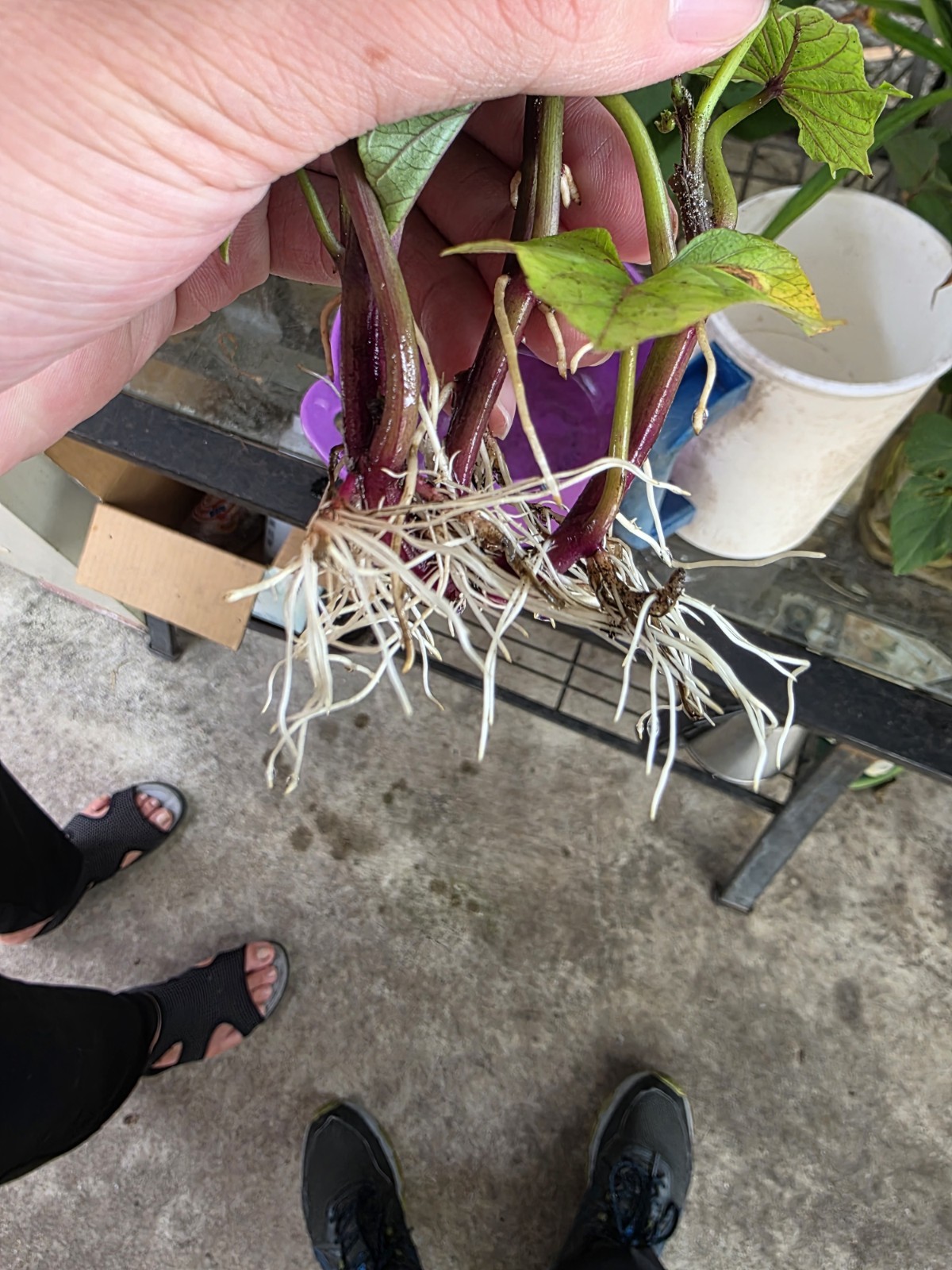 Korean White Sweet Potato ROOTED Slips (10ct) | Goguma White Ready to Plant Rare