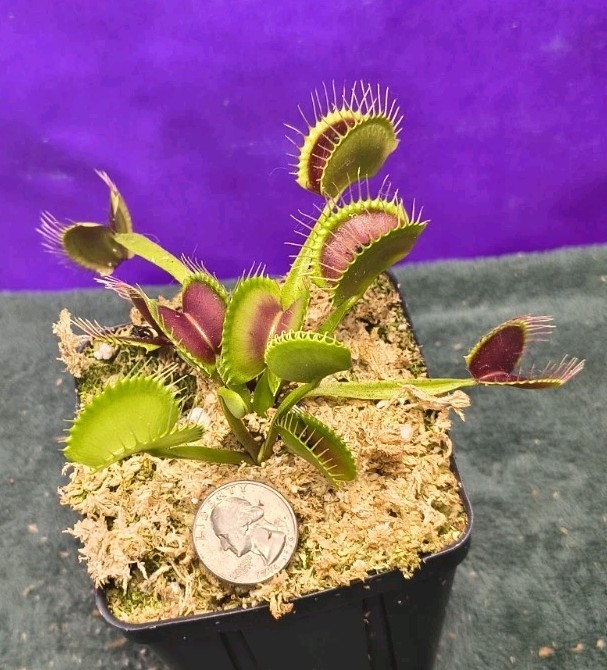 Venus Flytrap SEED- GROWN Large Dark Red Traps Carnivorous Plant
