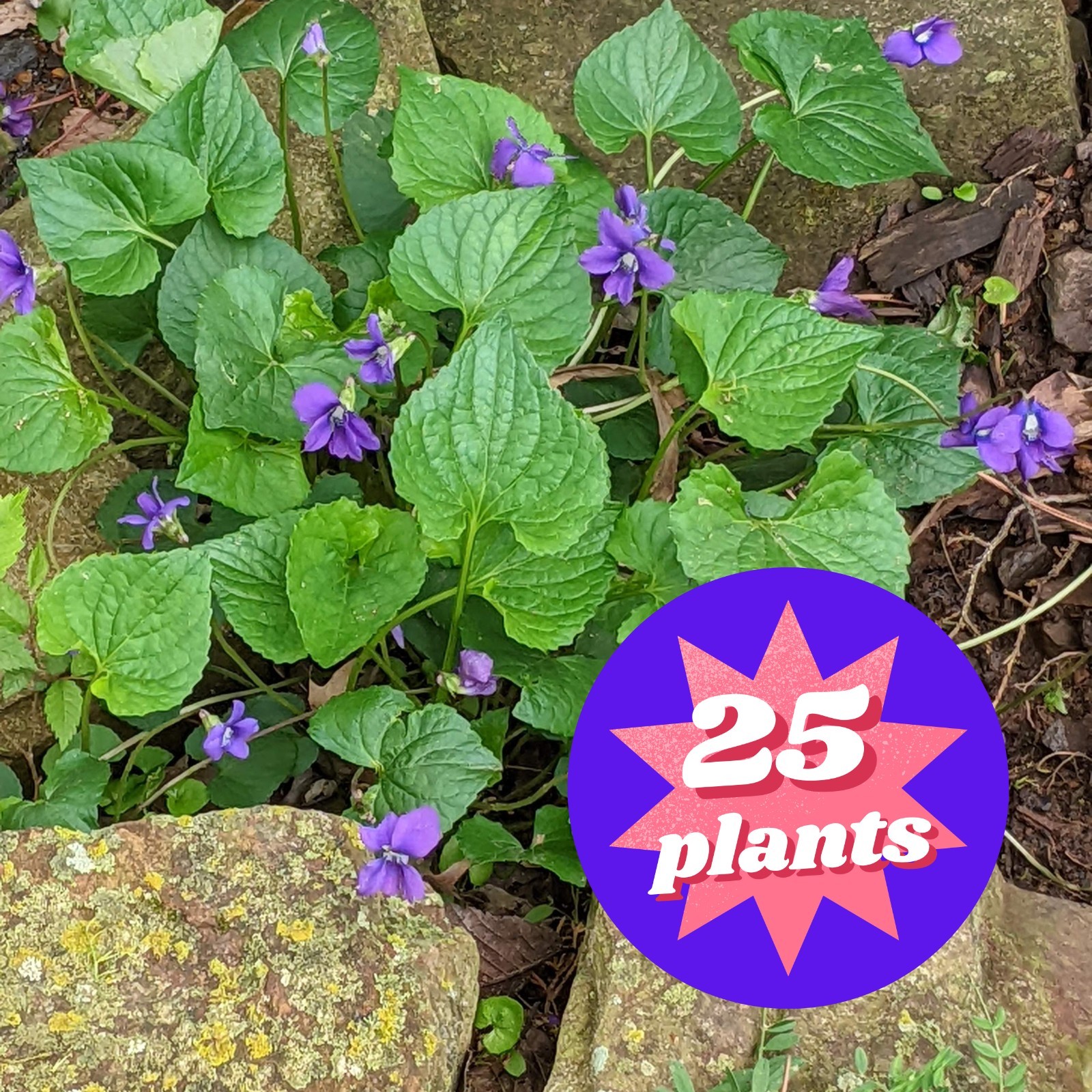 Wild Blue Violet — 25 Plants | Purple Blue White| Native Groundcover | Edible