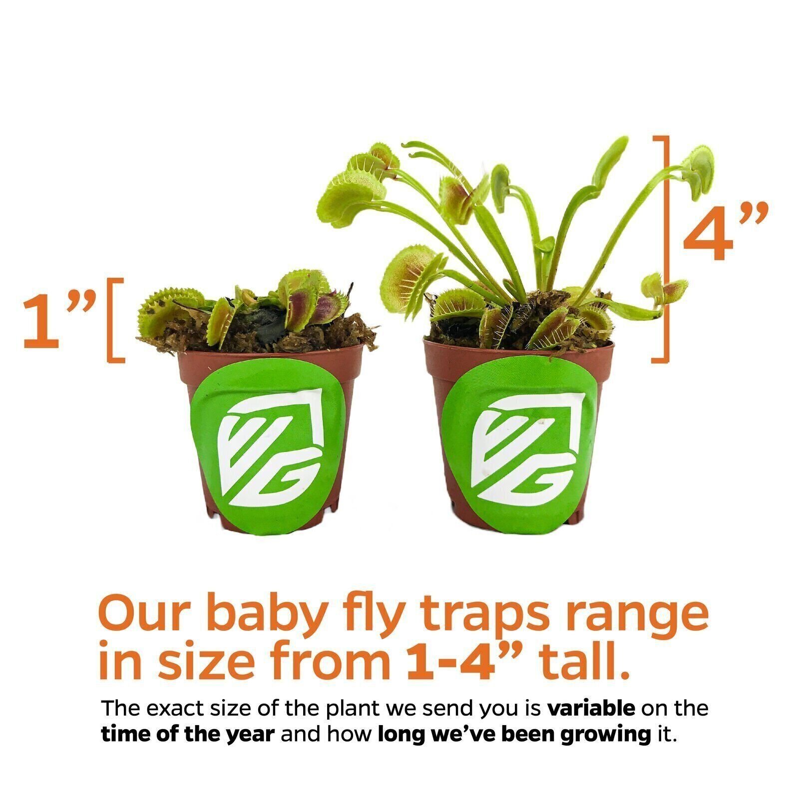 King Henry Venus Fly Trap Carnivorous Plant – Dionaea muscipula – Live Plant