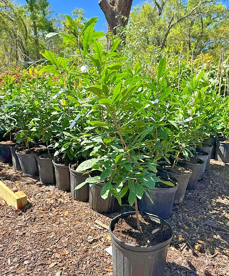 Miracle Fruit Live Tree – 2ft Tall – 3gal- Synsepalum Dulcificum – No Ship CA FL