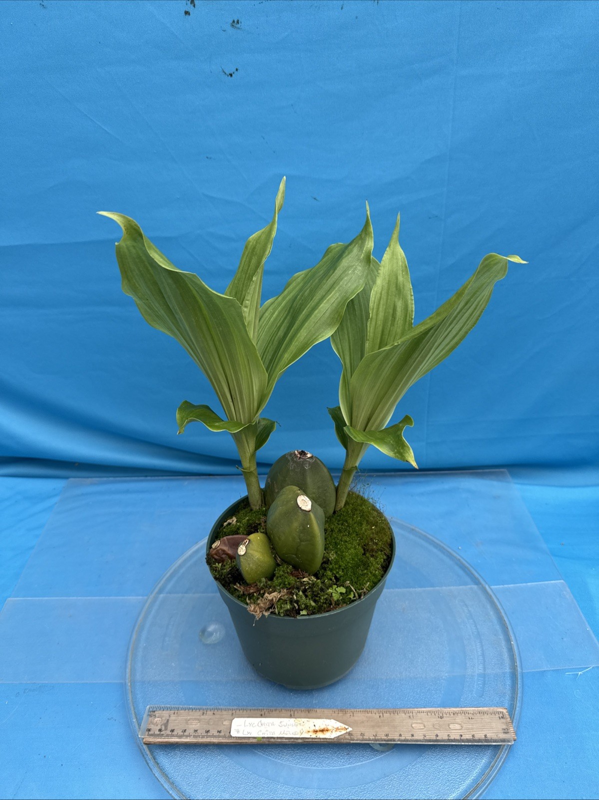 Lycaste Chita Sunset x Cita Melody Pink Red 2 New Growths Orchid Hybrid 7” Pot