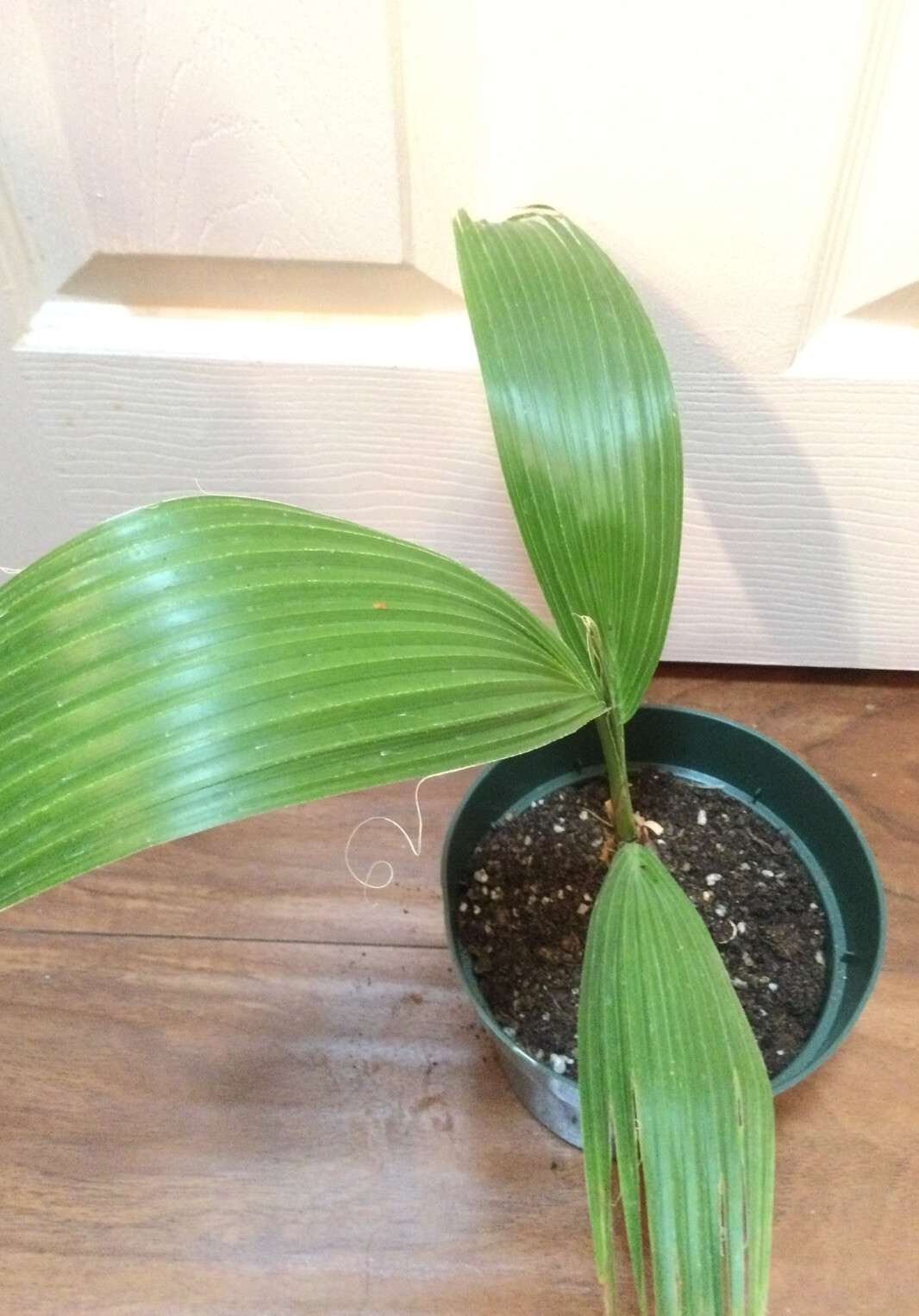 Queen PALM TREE LIVE PLANT WELL-ROOTED 2-Year-Old