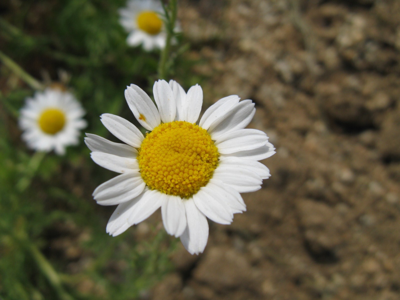 500 Roman Chamomile Seeds – Chamaemelum nobile – Non-GMO Medicinal Herb