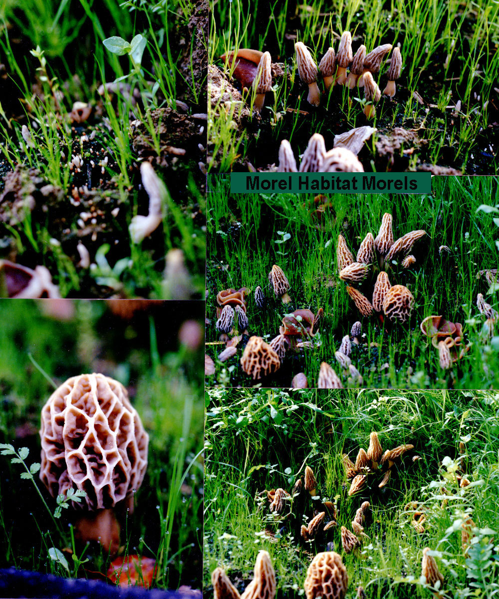 Morel Habitat Kit ® : Backyard Morel Mushroom Grow Kit – S MHK