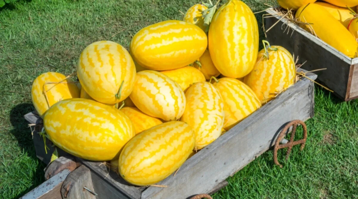 50+ Gold In Gold Hybrid Watermelon Seeds for Planting – USA – FREE SHIPPING!