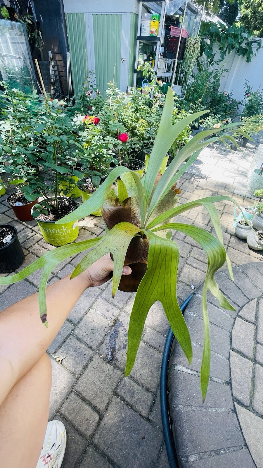 Platycerium Staghorn Fern On Wine Cooler Clay Pot