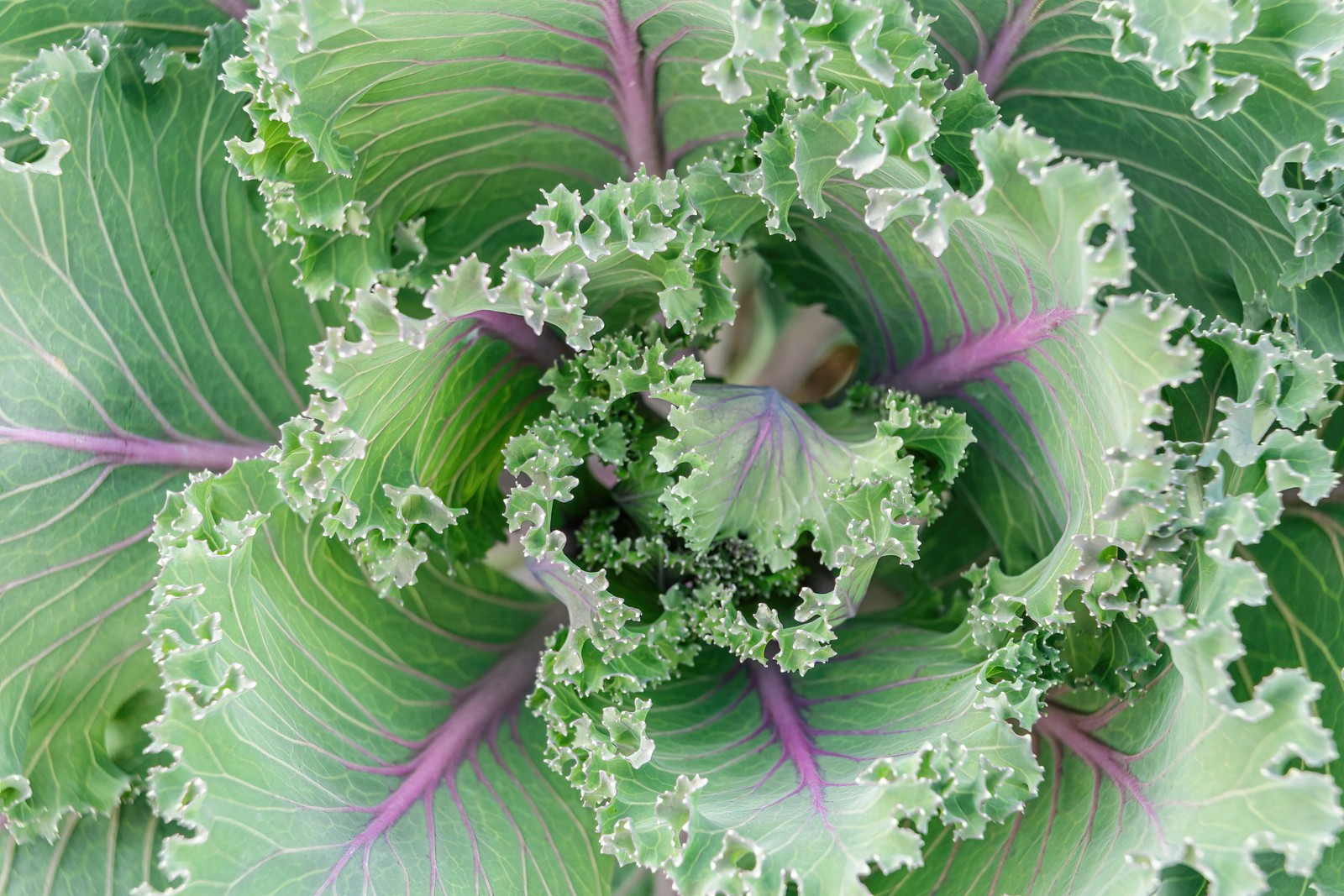 500 RED RUSSIAN KALE Brassica Oleracea Vegetable Seeds