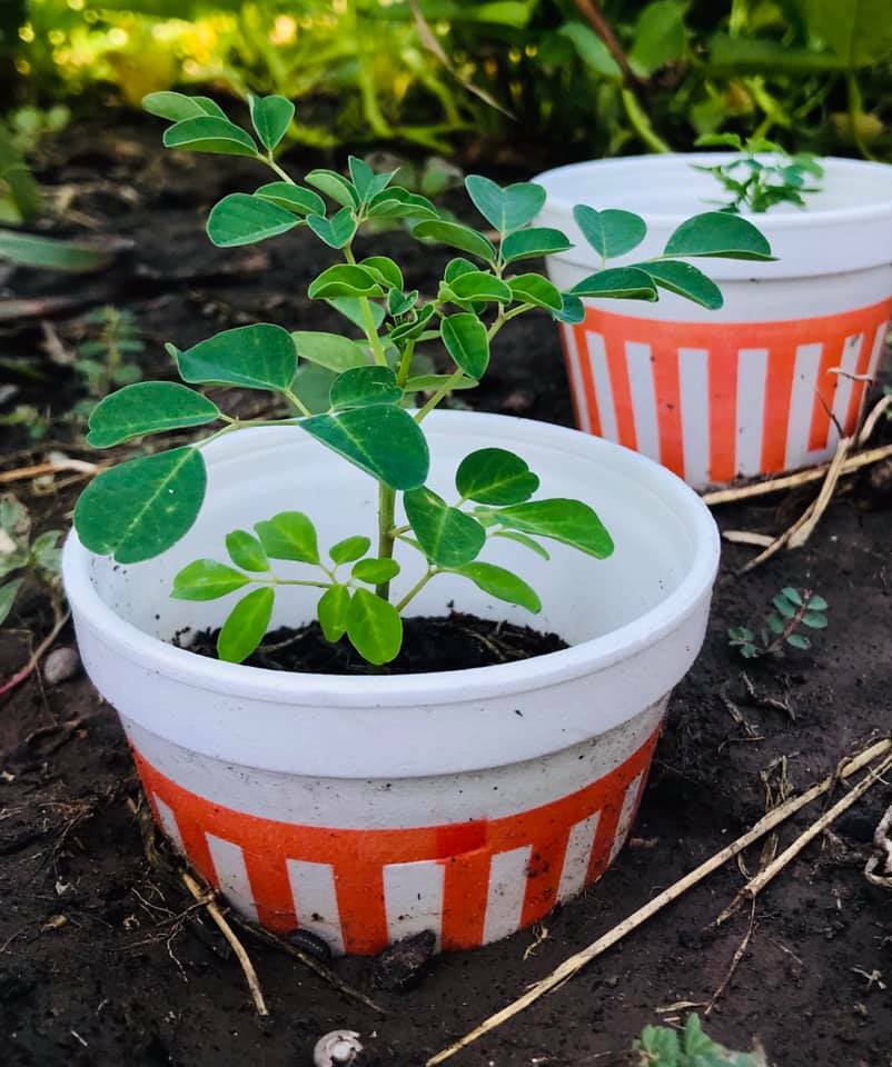 12″+ Grown Moringa Oleifera Plant Mature Edible Leaves Tree Potted + 10 Seeds