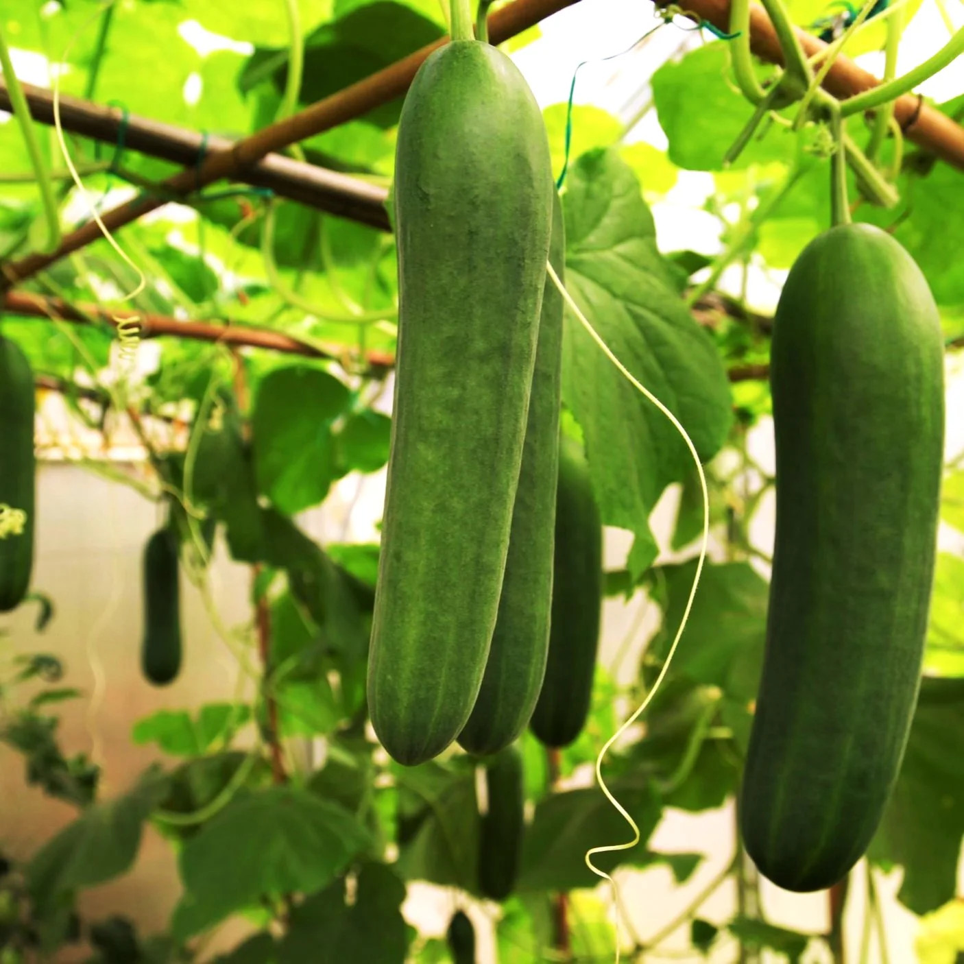 Persian Cucumber (Open-Pollinated) Seeds – For 2026 Planting US Grown Beit Alpha