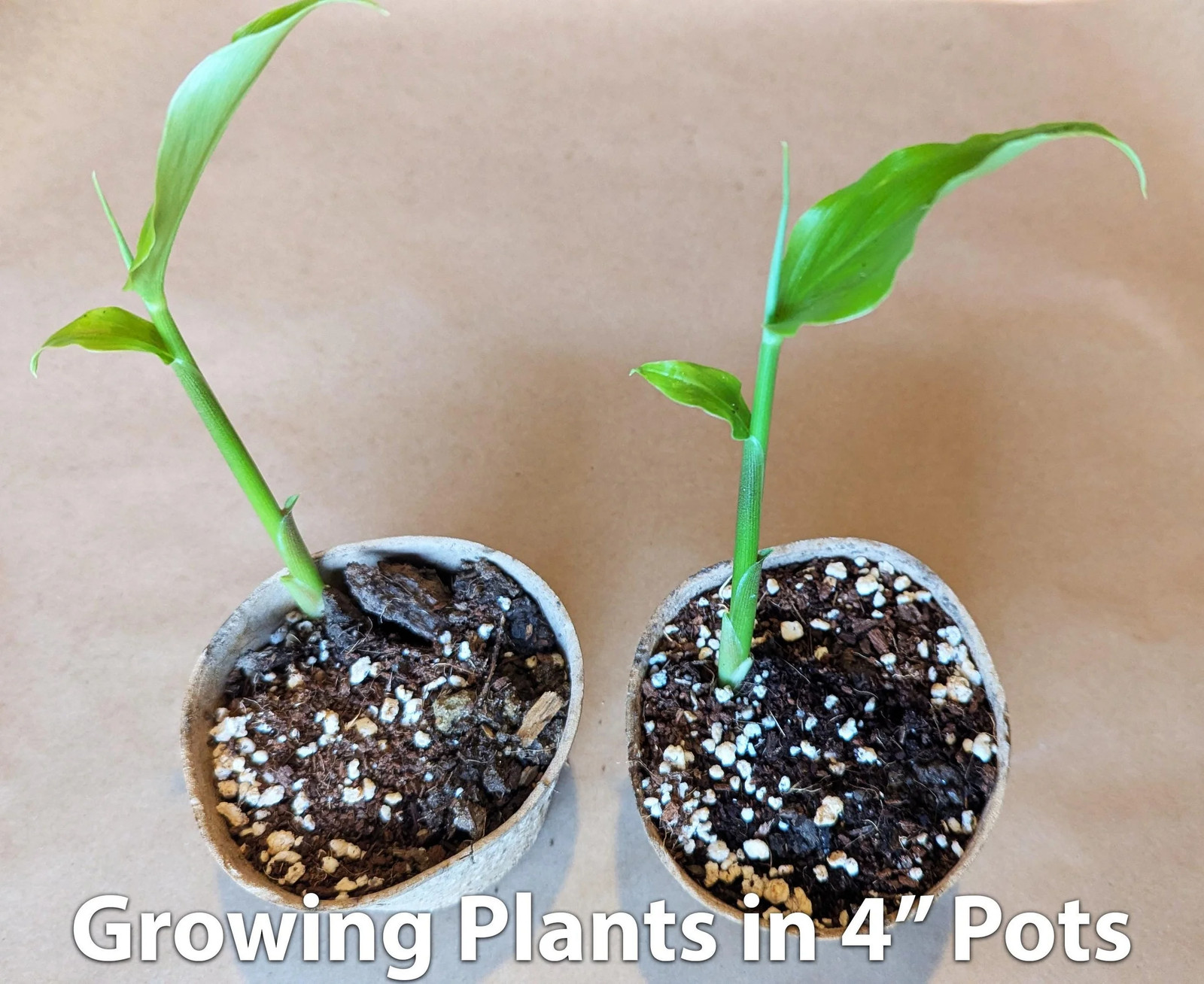 Myoga Ginger Live Roots, Cold Hardy Young Plants (Zone 5b)