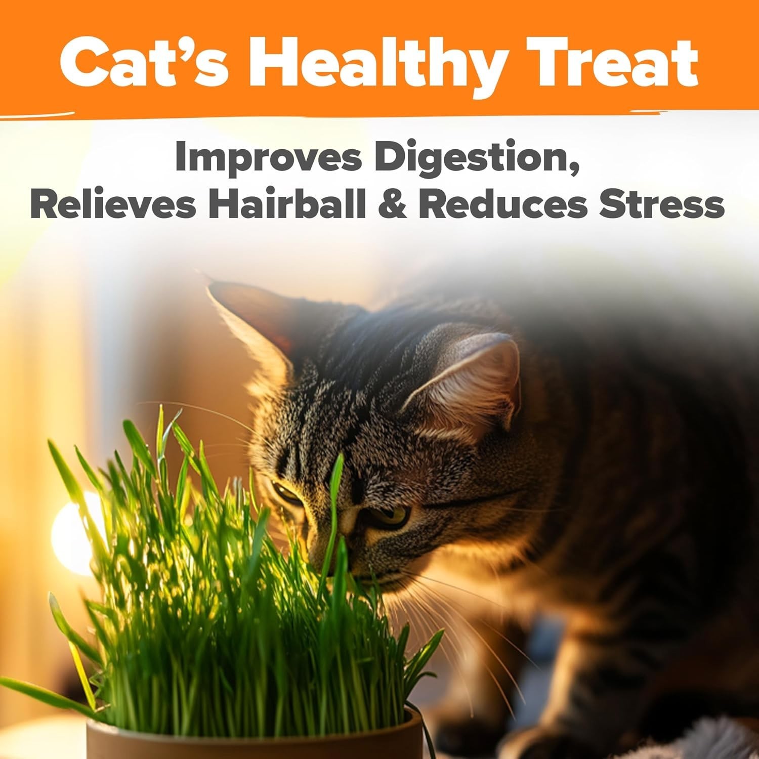 Pet Friendly Cat Grass Seeds – 1lb Non-GMO Oat & Barley for Indoor Chewing