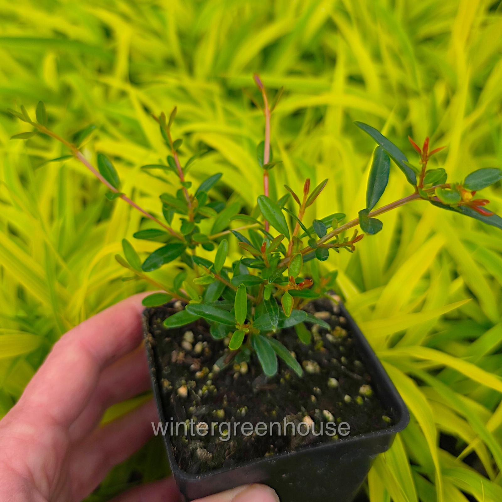 Punica granatum nana, Bush, Dwarf Pomegranate, Container Size: 3″ (2.6×3.5″)