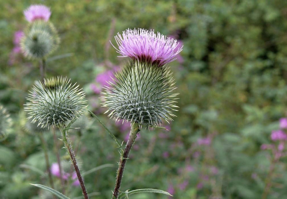 Seeds Milk Thistle Saint Mary’S Medicinal Heirloom Herb Non GMO