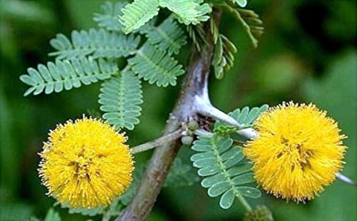10 SWEET ACACIA Mimosa Tree Seeds (Acacia farnesiana) Wattle Flower Fast Growing