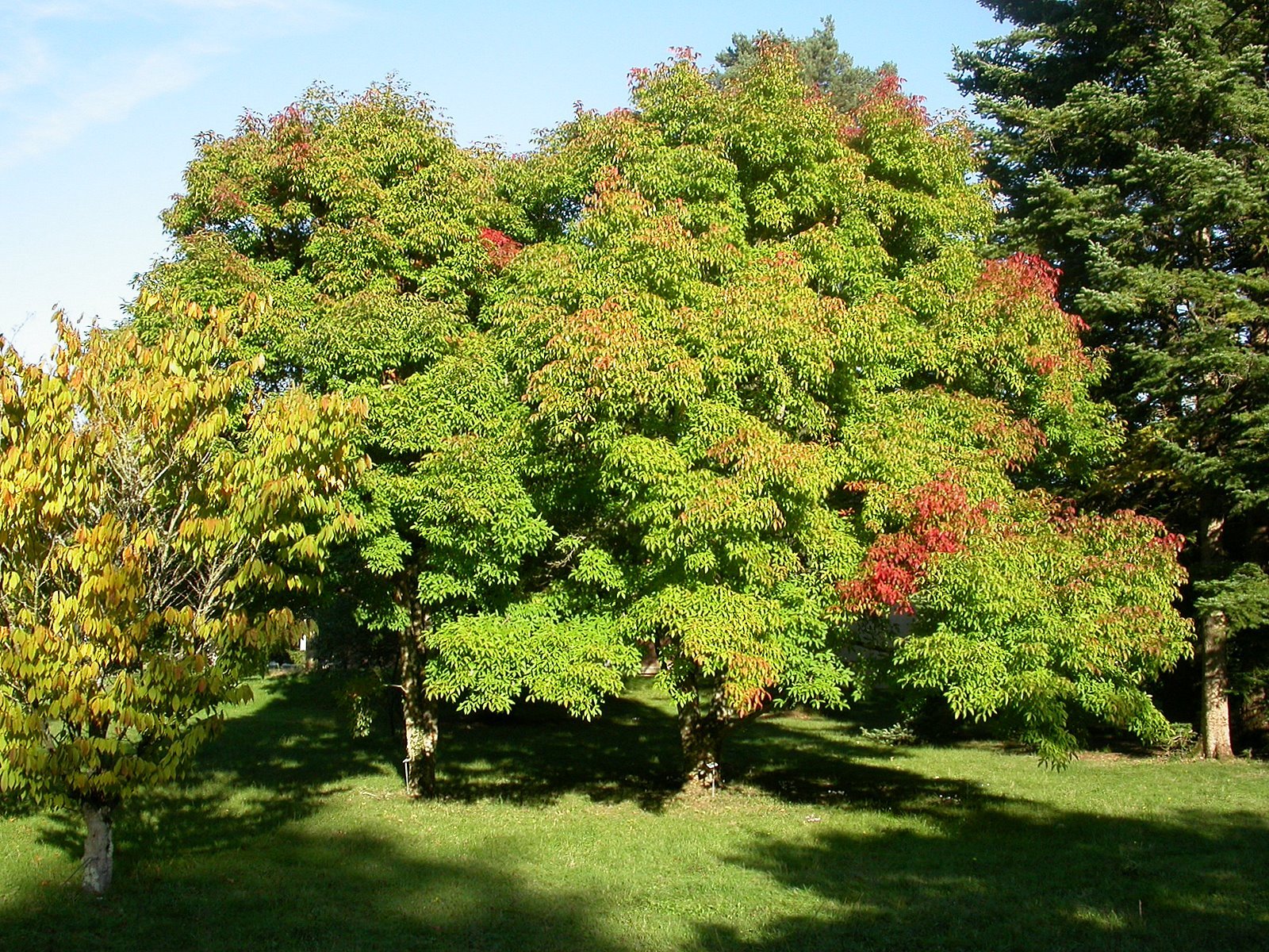20 THREE FLOWER MAPLE SEEDS – Acer trifolium