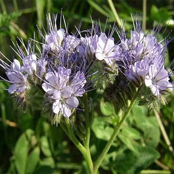 Outsidepride Lacy Phacelia Seeds for Planting – 5000 Pcs 0.02 lb., blue
