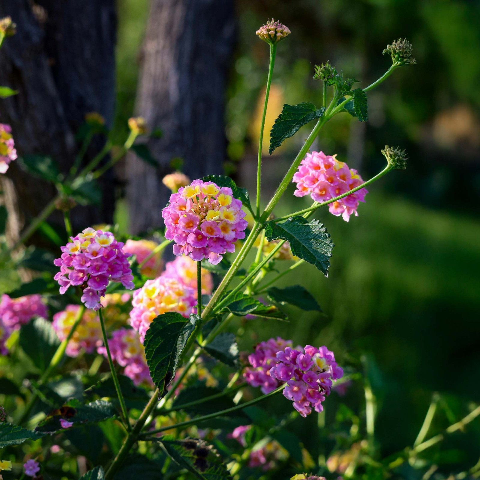 Confetti Lantana in 2.5” Nursery Cubes (Lantana camara ‘Confetti’) | Live Plants