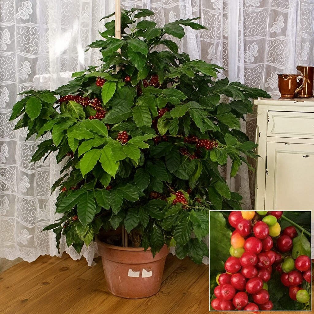 Arabica Coffee | Live Plant Indoor & Outdoor | Produce your own coffee