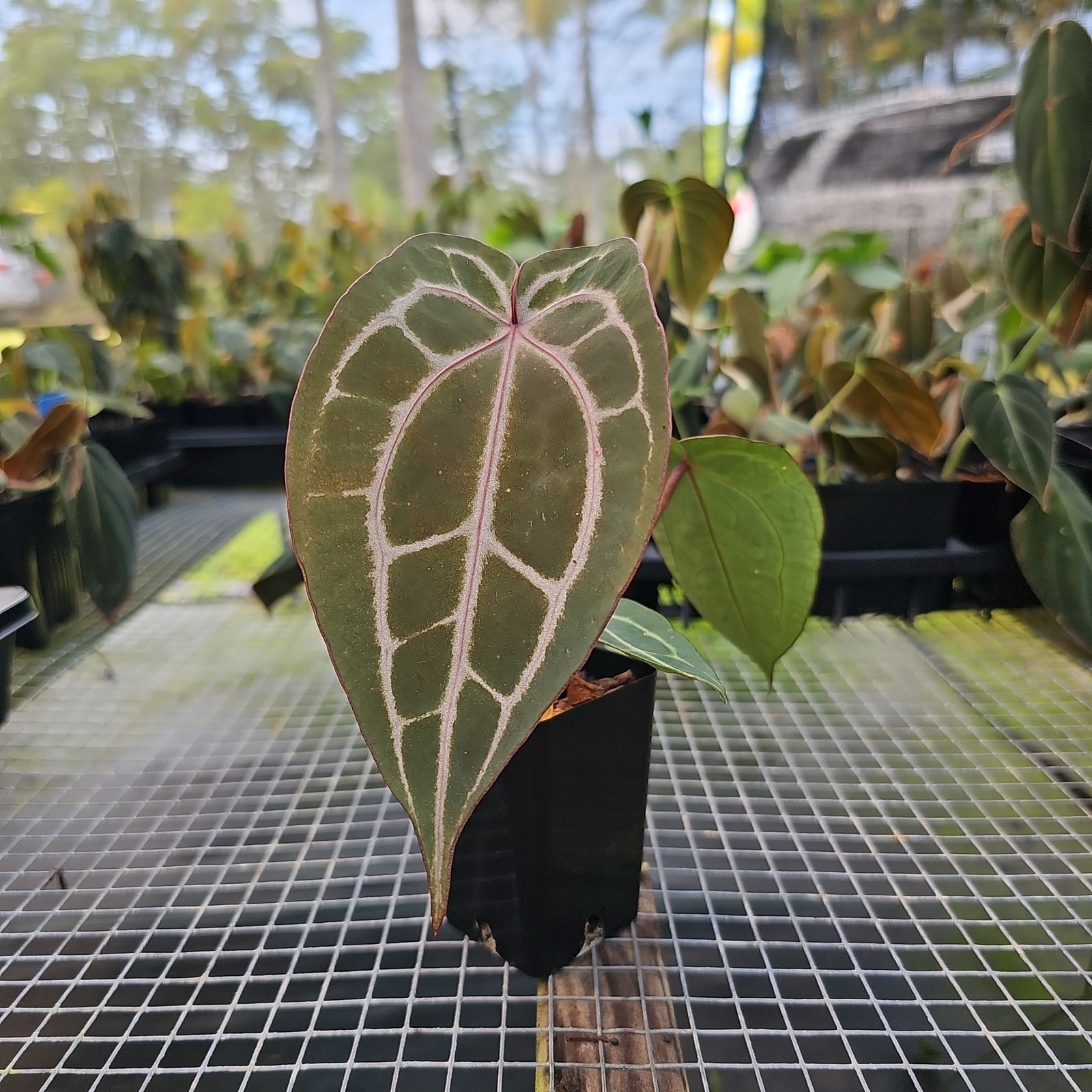 Anthurium Red Crystallinum Doc Block 2.5″ pot, Fedex 2day*