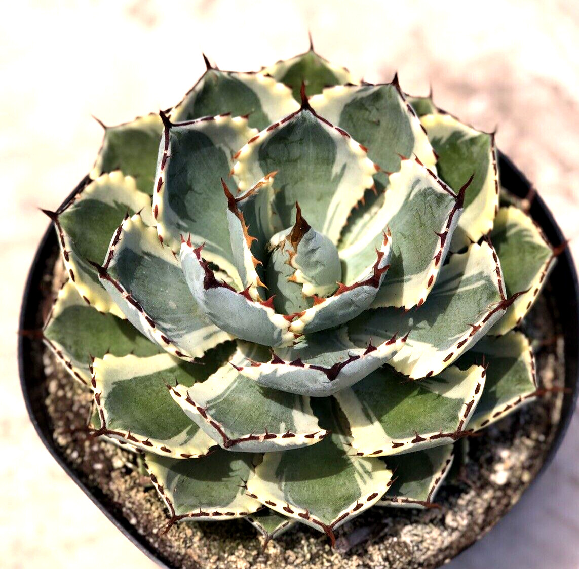 Agave Kissho Kan ‘Lucky Crown Century Plant’, Currently In 9” Container