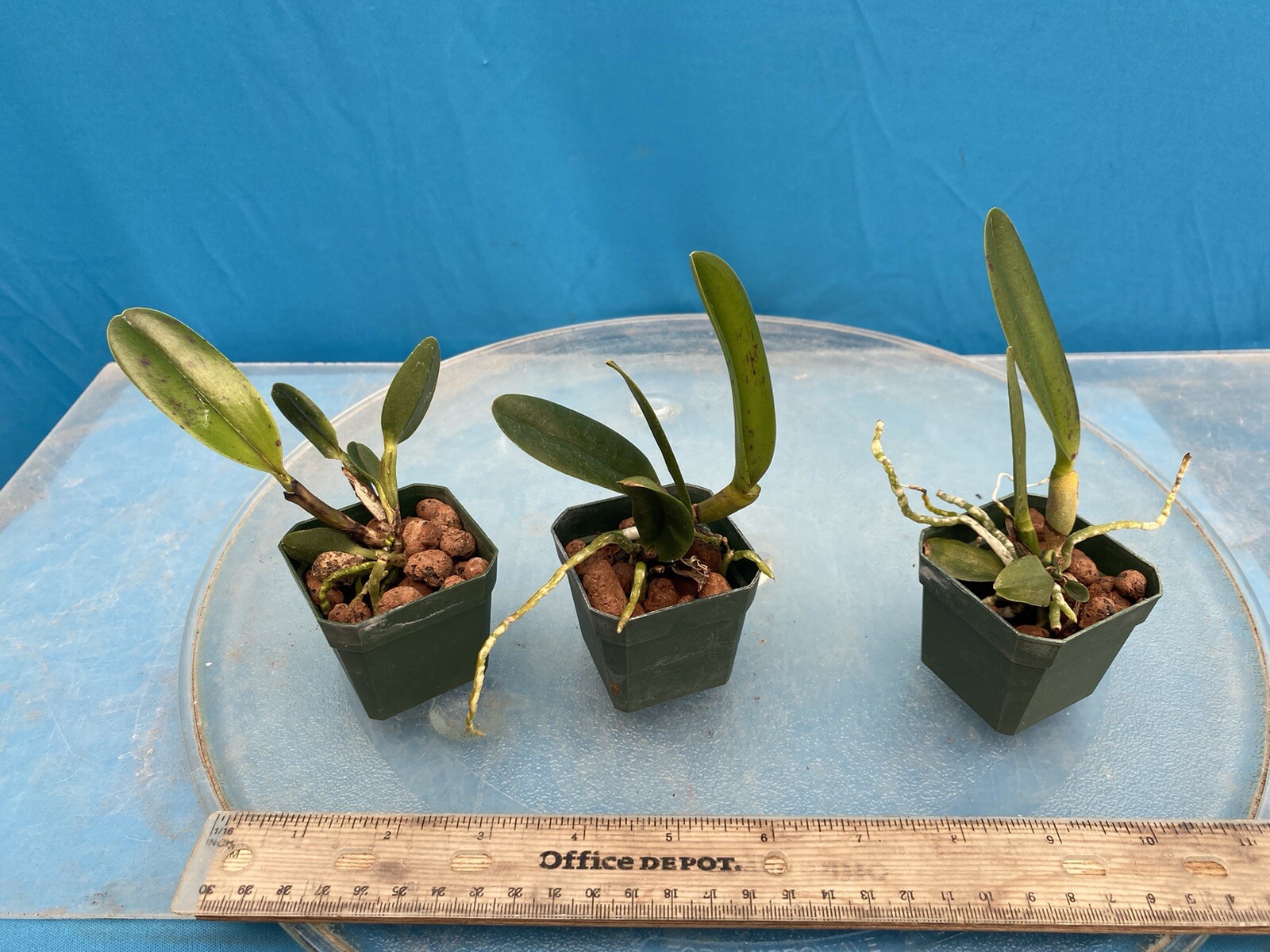 Cattleya Rlc Tainan Gold ‘Hawaii 1’ Red Yellow Purple Orchid 2” Pot