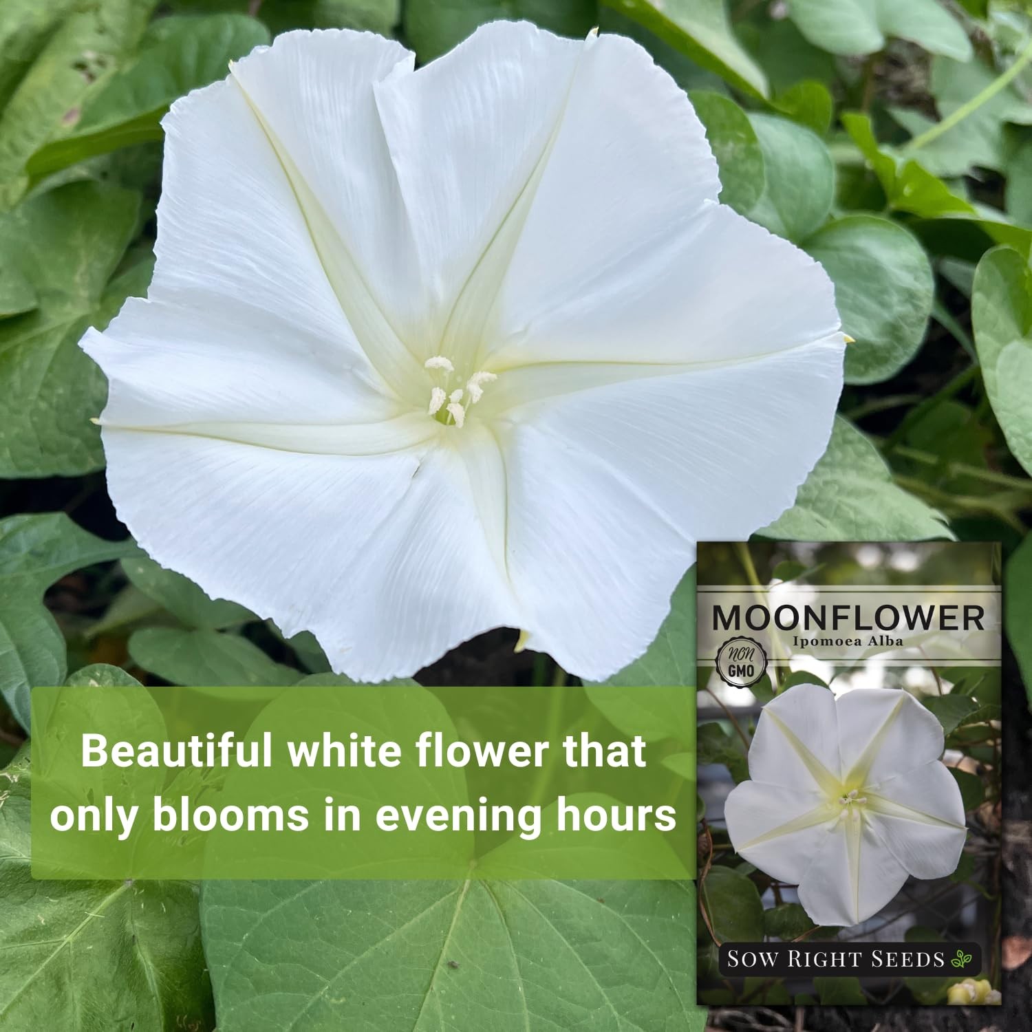 Sow Right Seeds – Moonflower for Planting – Ipomoea alba – Vining white