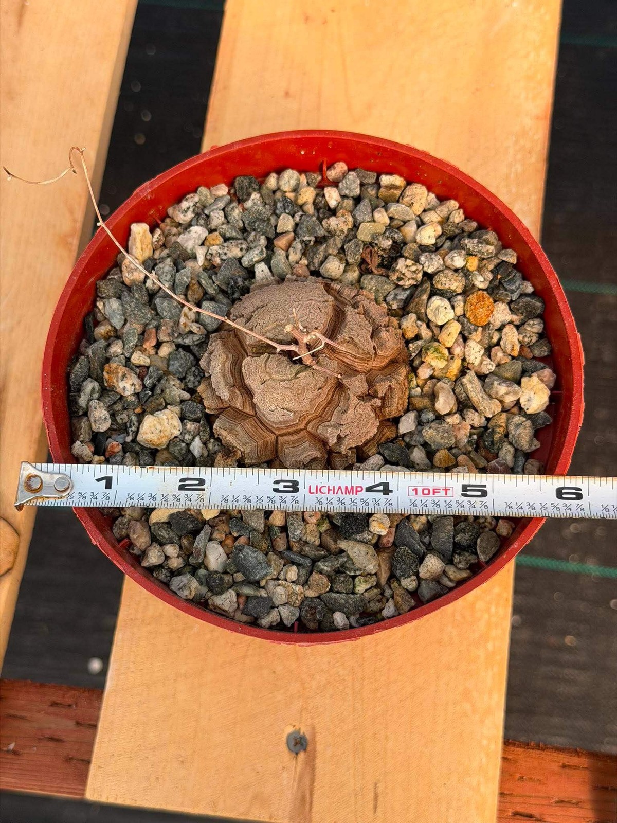 Dioscorea Elephantipes – Rare Turtle Back Caudex Succulent Plant Collector’s #28