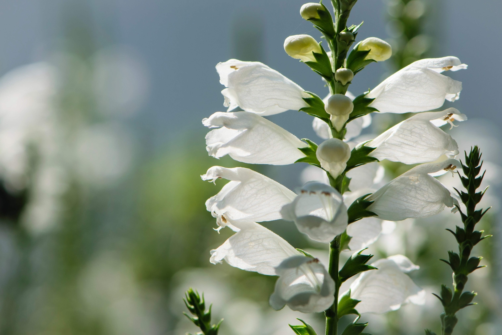 50 WHITE Showy OBEDIENT PLANT (False Dragon Head) Physostegia Angustifolia Seeds