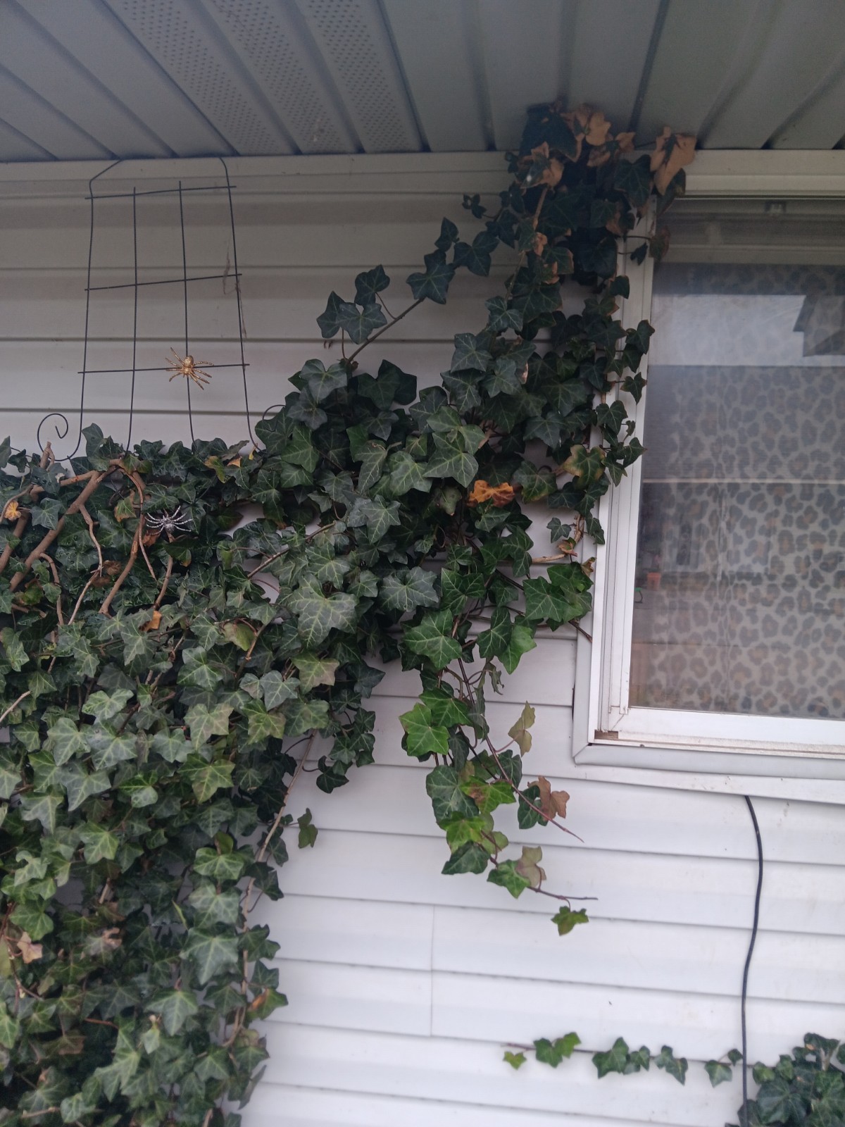 Fresh Organic English Ivy Cuttings – Hardy Climbing Vine – 7 Cuttings