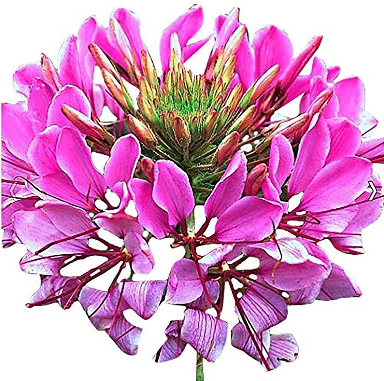 Mixed Cleome – Spider Plants – Nectar Flower for Monarch Butterflies – multi