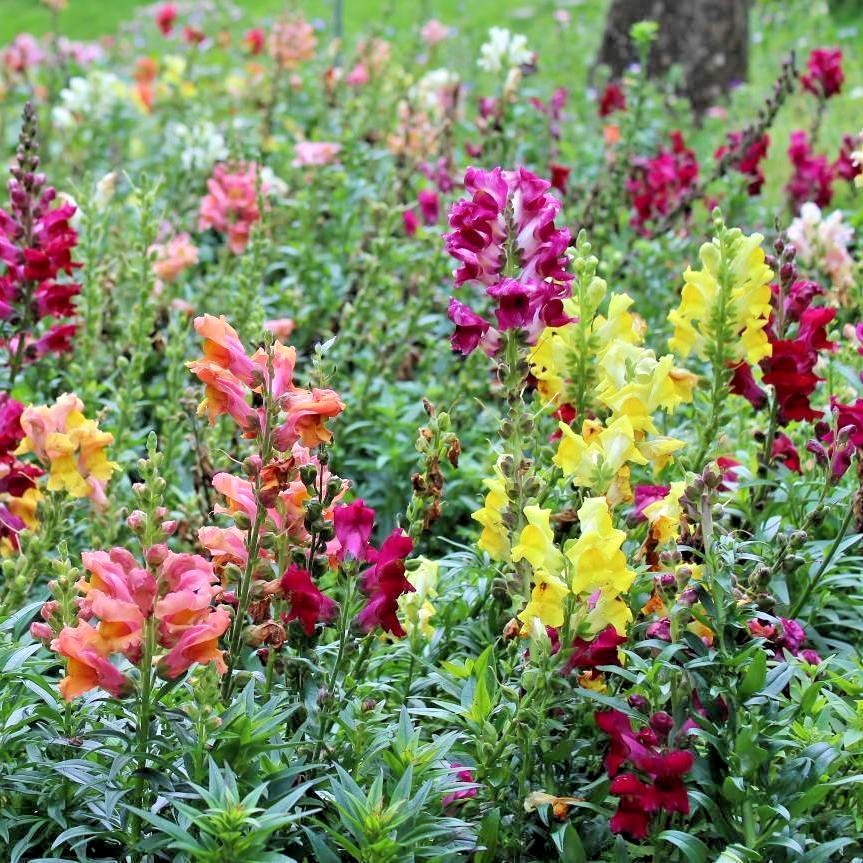 2000+SNAPDRAGON TETRA MIX Flower Seeds Spring Fall Garden Patio Container Easy