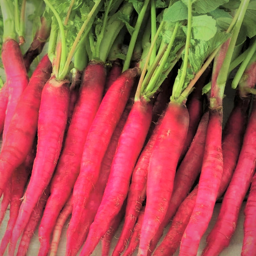 Fire Candle Radish Seeds | Raphanus sativus Radishes Long Red Pink Daikon 2024