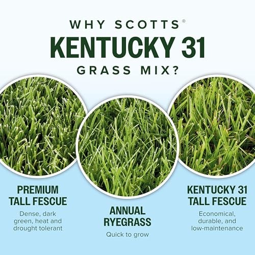 Kentucky 31 Grass Seed Mix for New Lawns & Overseeding, Thick & Green Growth, Co