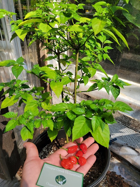 Habanero Red Dwarf Super Hot Pepper Seeds Organically Grown Unique Creek