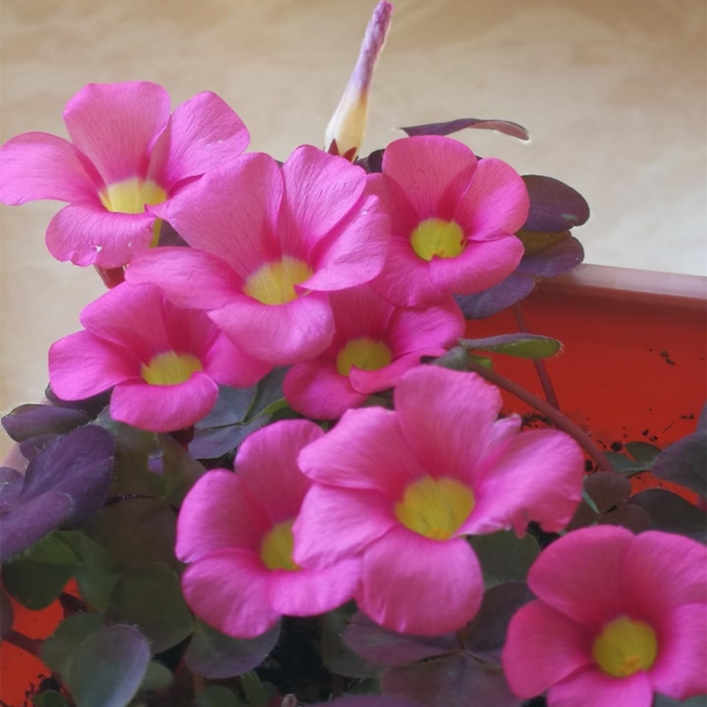 12 Purple Shamrock Bulbs Oxalis Triangularis for Planting, Flower
