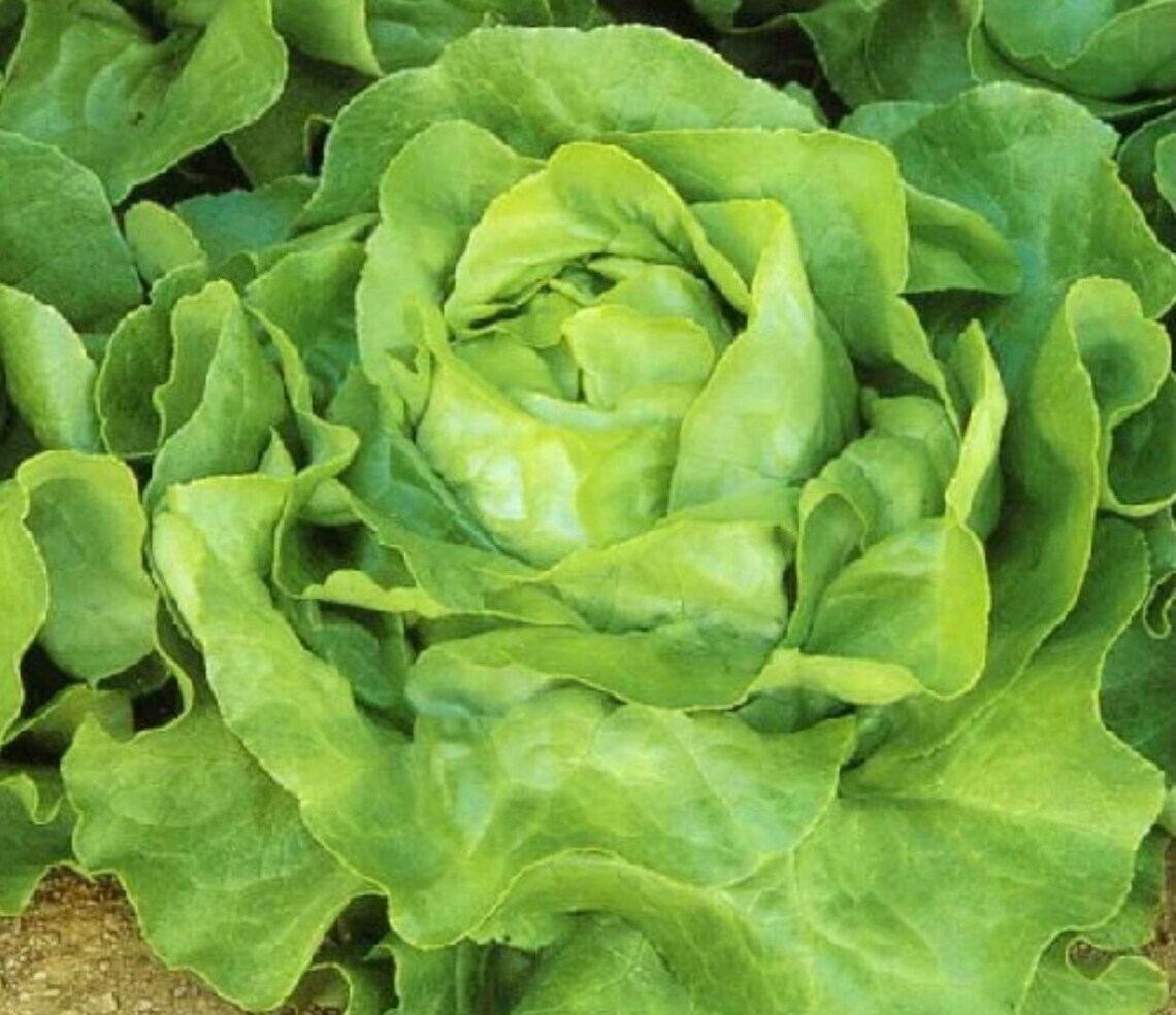 White Boston Lettuce Seeds 600+ Lactuca Sativa Butterhead NON-GMO USA FREE S&H