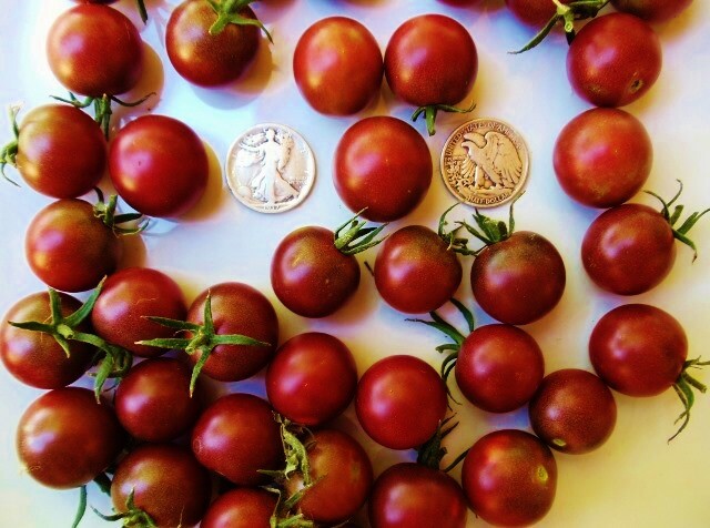 Black Cherry – Super Sweet!!! – +30 Tomato Seeds – Buy any 3 items, 20% off!