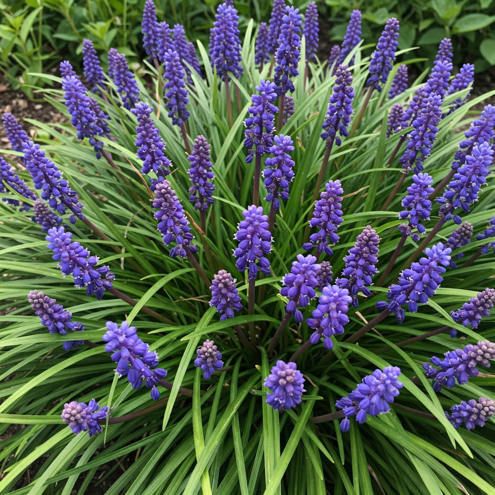Liriope Muscari Grass Live Plant Super Blue Lilyturf 4 In-1 Gal Pot 4-12″ Tall