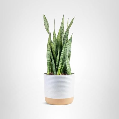 Costa Farms Snake Plant, Mother-in-Law’s Tongue Live, Potted, 2ft Tall