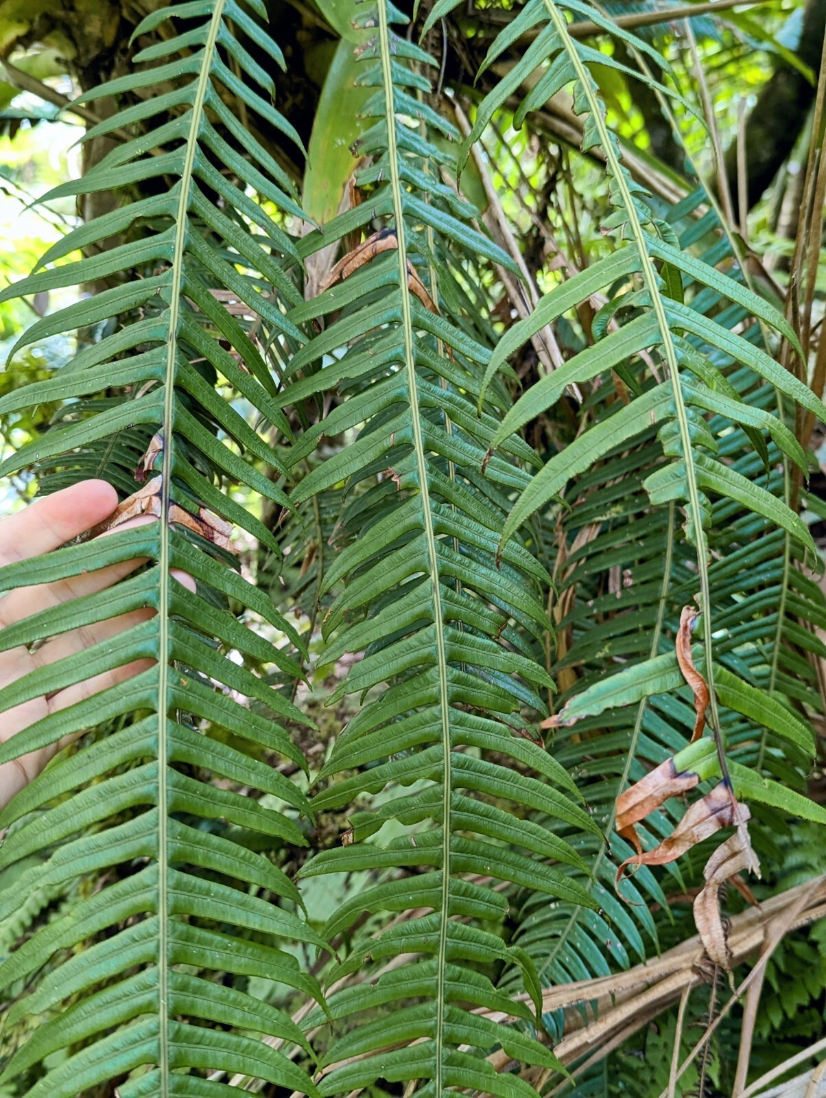 Mature 2 ft EX Rare Bare Rhizome: CLIMBING Blechnum Attenuatum Rare Unique fern