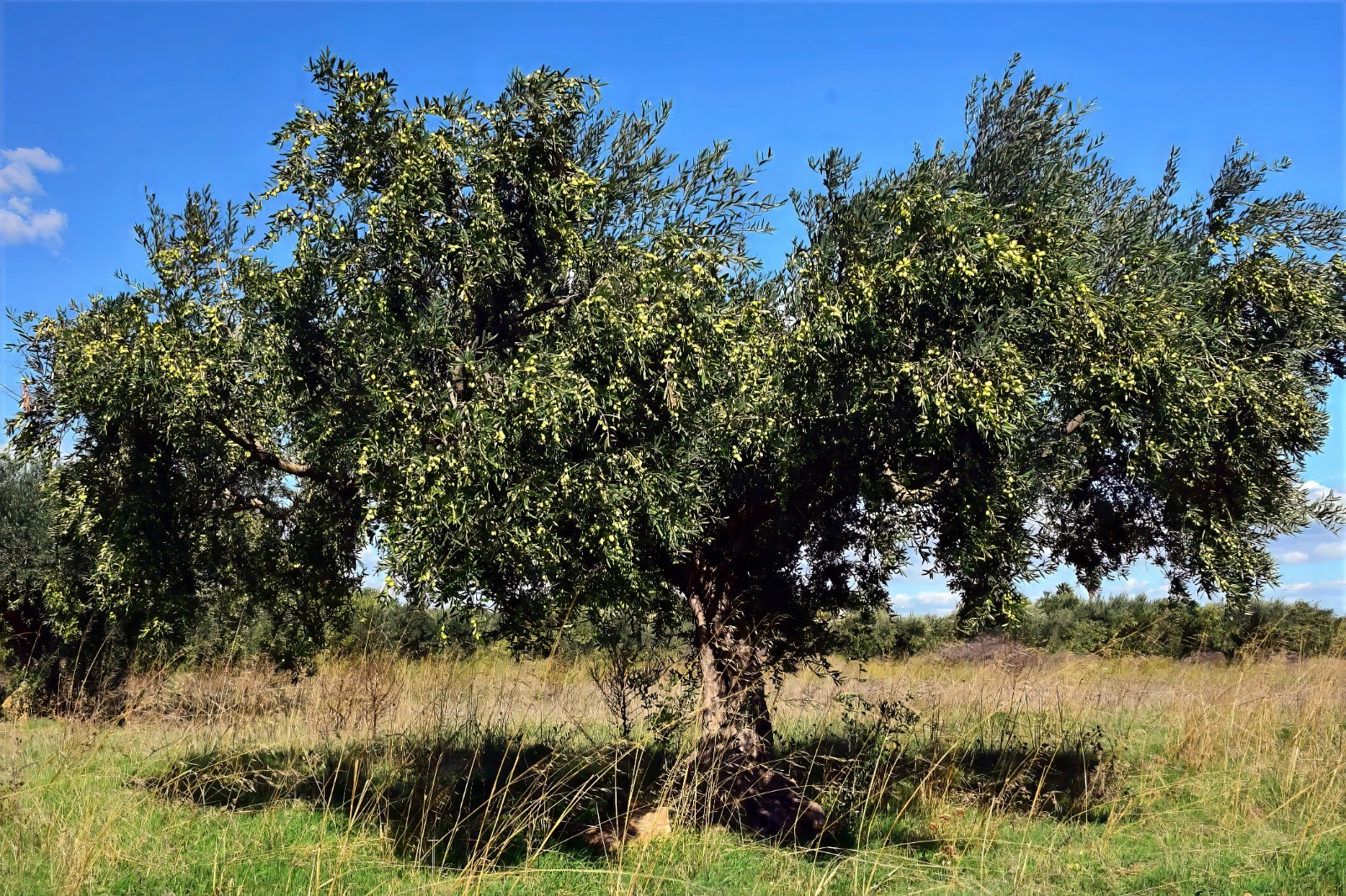 10 CANINO OLIVE TREE SEEDS (Olea europaea) European Common Edible Fruit Plant
