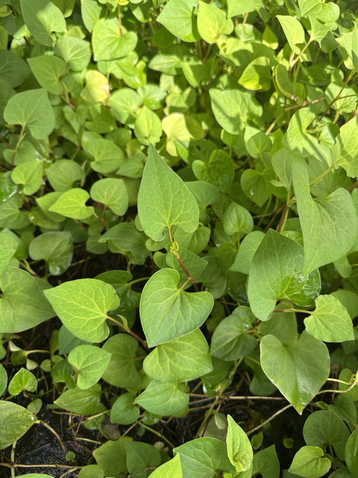 15 Rau Diếp Cá 4 – 8 Inch
