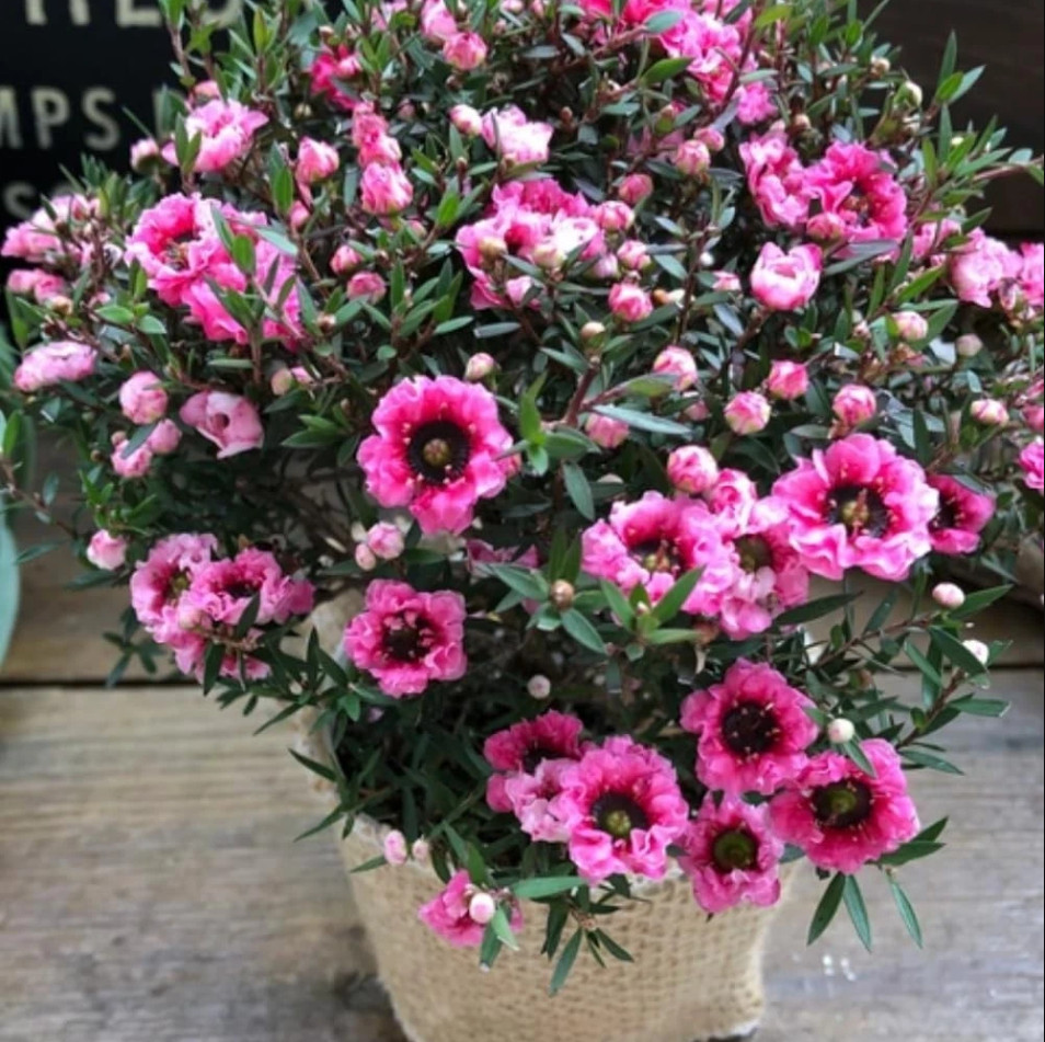 New Zealand Tea Manuka Live Starter Plant Manuka Tea Tree, 4-6″Tall, Ship No Pot